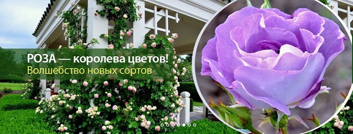 Скриншот 17-02-2026 192104