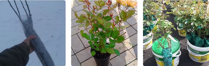 Скриншот 23-12-2025 184945